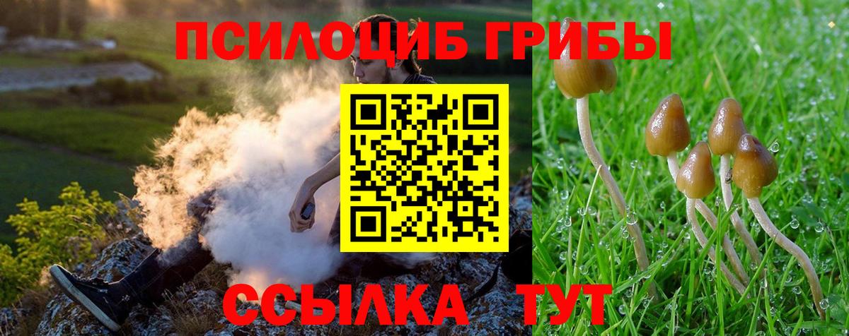 Псилоцибиновые грибы Psilocybe Рубцовск